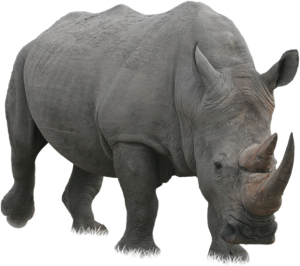 Rhino PNG-24812
